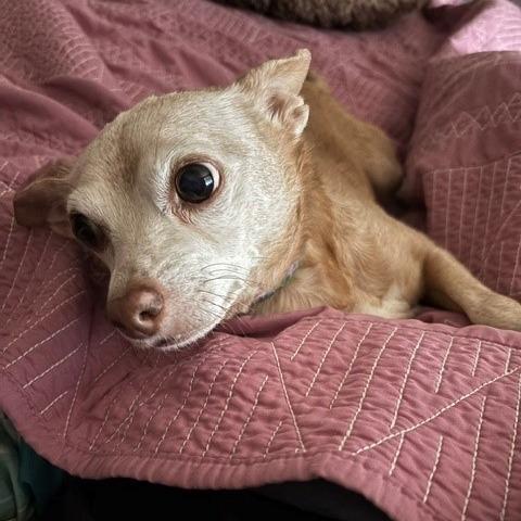 Jasmine, a Adoptable Chihuahua in Corvallis, OR image 3/6