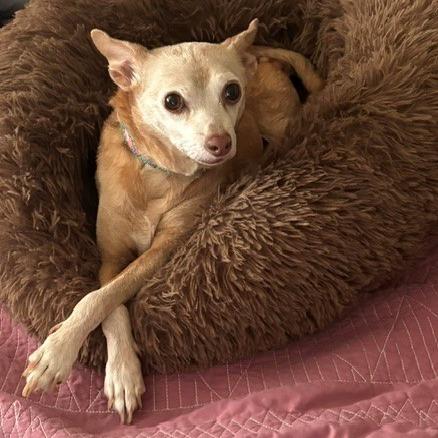Jasmine, a Adoptable Chihuahua in Corvallis, OR image 4/6