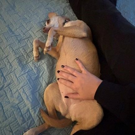 Jasmine, a Adoptable Chihuahua in Corvallis, OR image 5/6