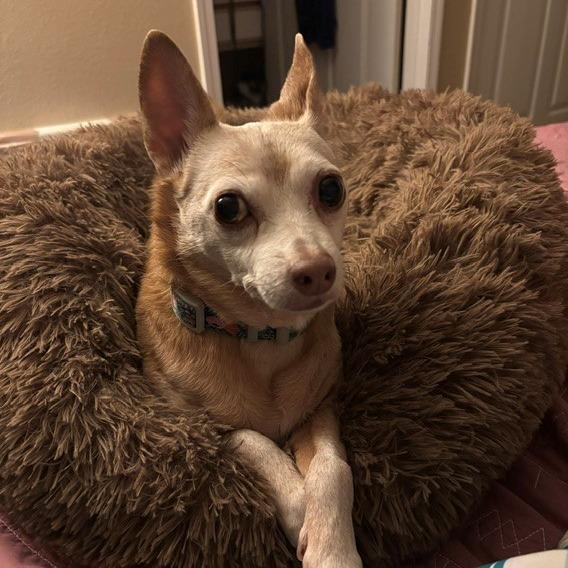Jasmine, a Adoptable Chihuahua in Corvallis, OR image 6/6