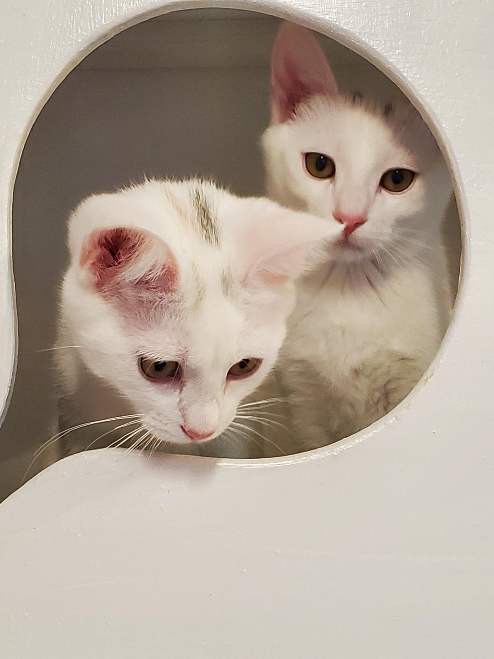 Jade & Opal