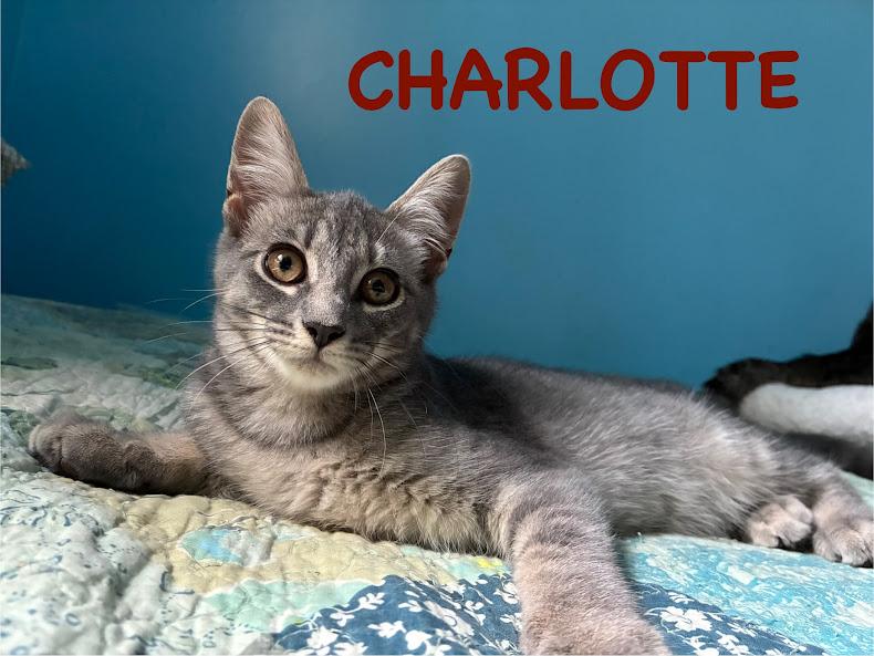 Charlotte & Carrie *Bonded Pair*, a Adoptable Domestic Short Hair in Kenosha, WI image 3/3