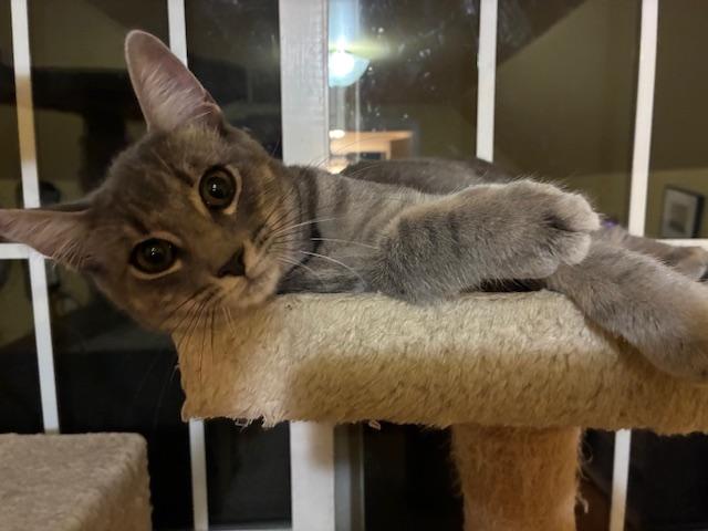 Charlotte & Carrie *Bonded Pair*, Adoptable, Kitten Female Domestic Short Hair.