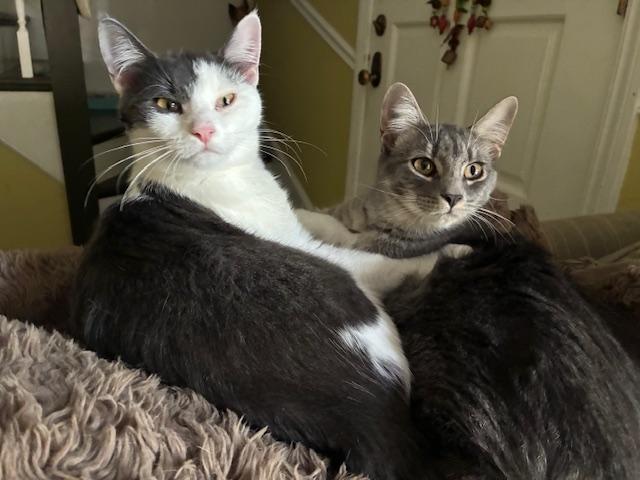 Charlotte & Carrie *Bonded Pair*