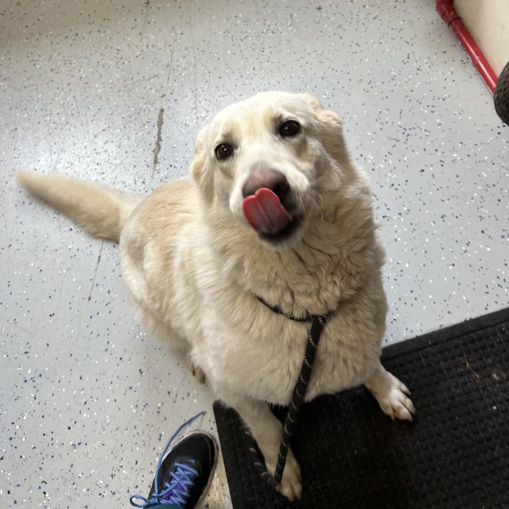 Enlarge Yeti, a Adoptable White German Shepherd in Marion, VA image 1/6
