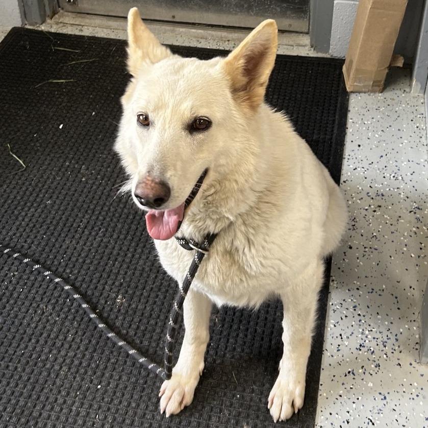 Enlarge Yeti, a Adoptable White German Shepherd in Marion, VA image 2/6