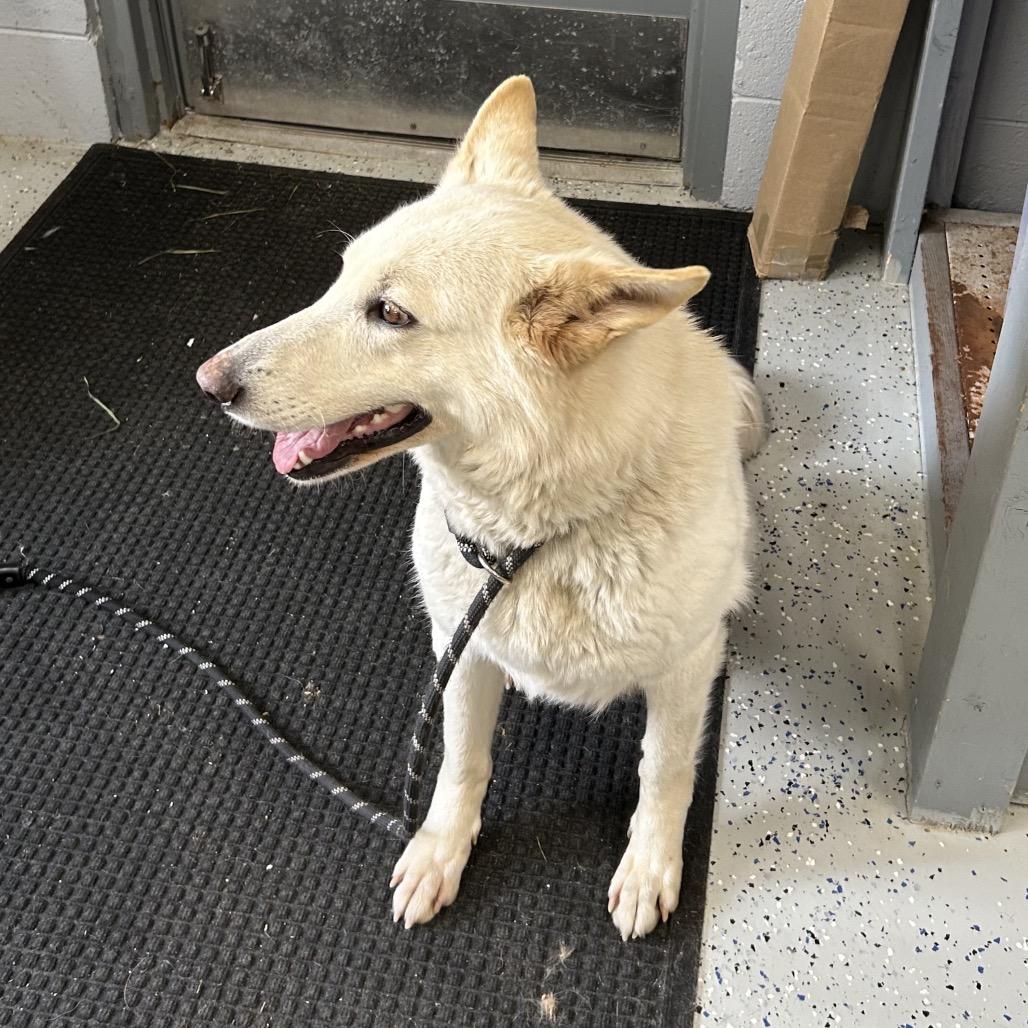 Enlarge Yeti, a Adoptable White German Shepherd in Marion, VA image 3/6