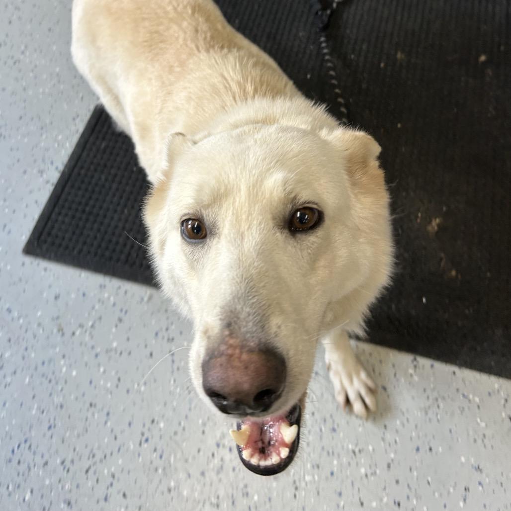 Enlarge Yeti, a Adoptable White German Shepherd in Marion, VA image 4/6