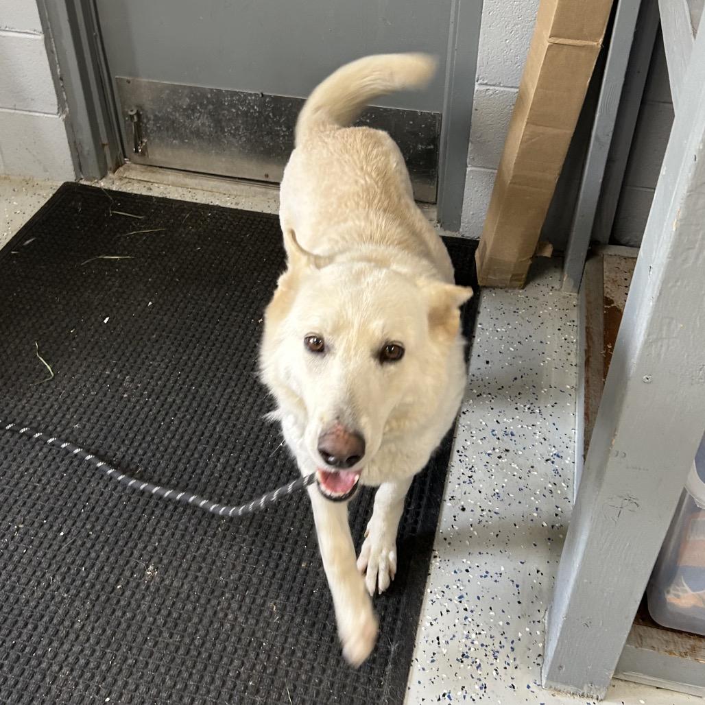 Enlarge Yeti, a Adoptable White German Shepherd in Marion, VA image 5/6