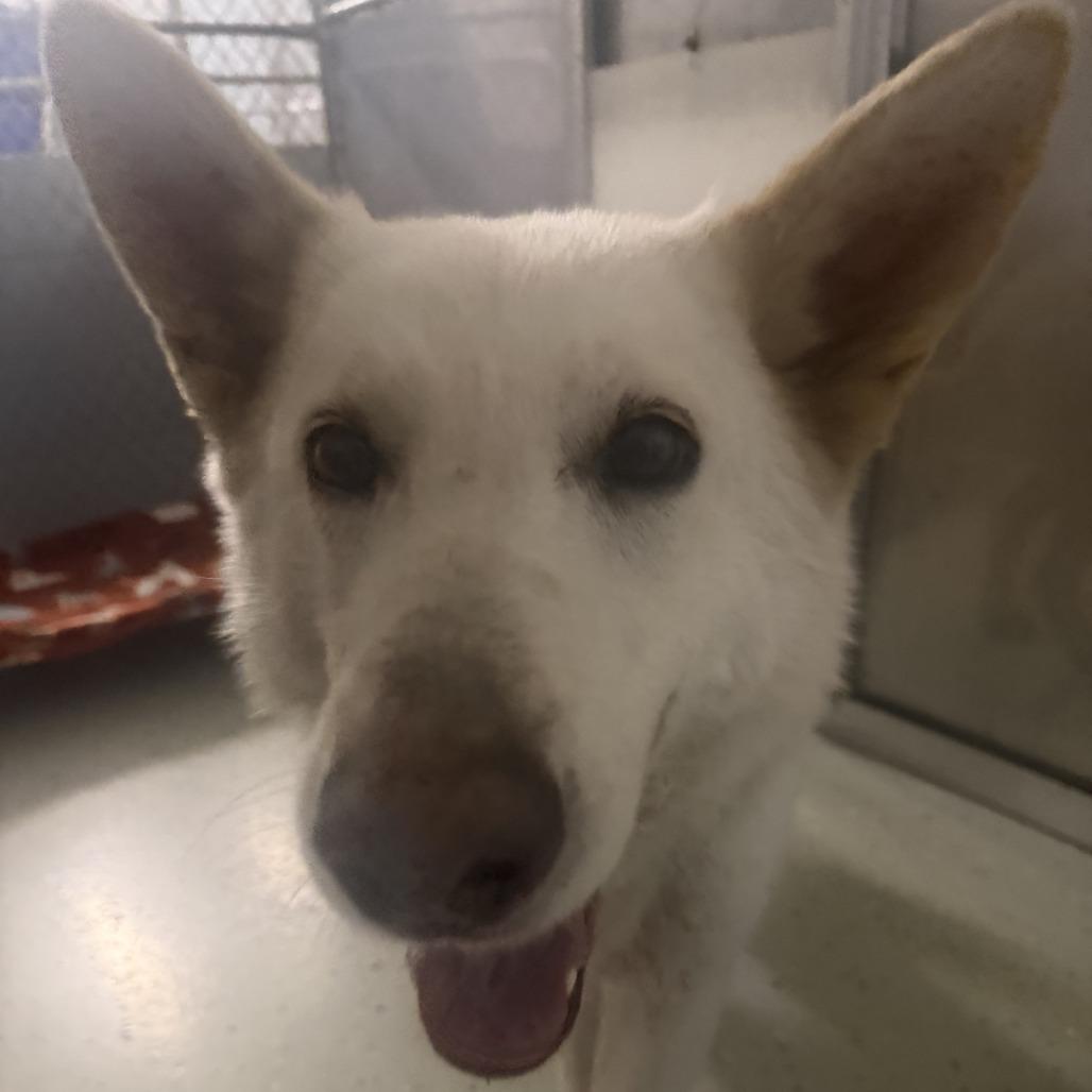 Yeti, Adoptable, Adult Female White German Shepherd.