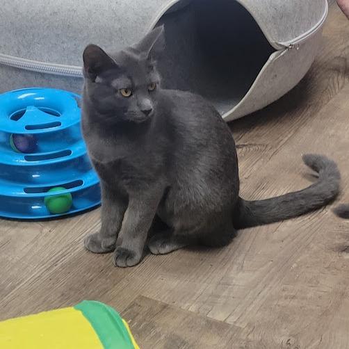 Brook, Adoptable, Kitten Female Domestic Short Hair.