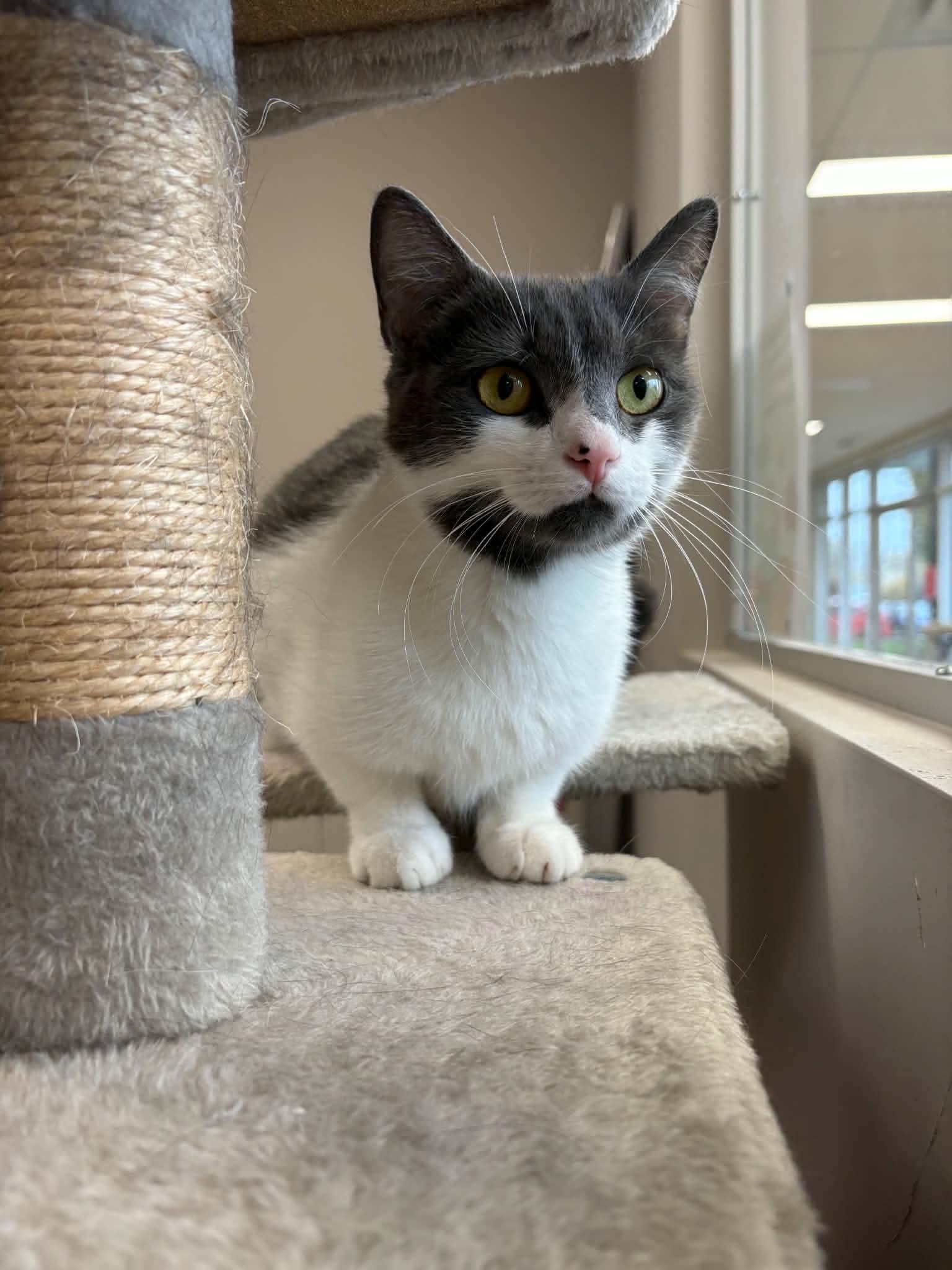 MARILOU, Adopted, Adult Female Domestic Short Hair.