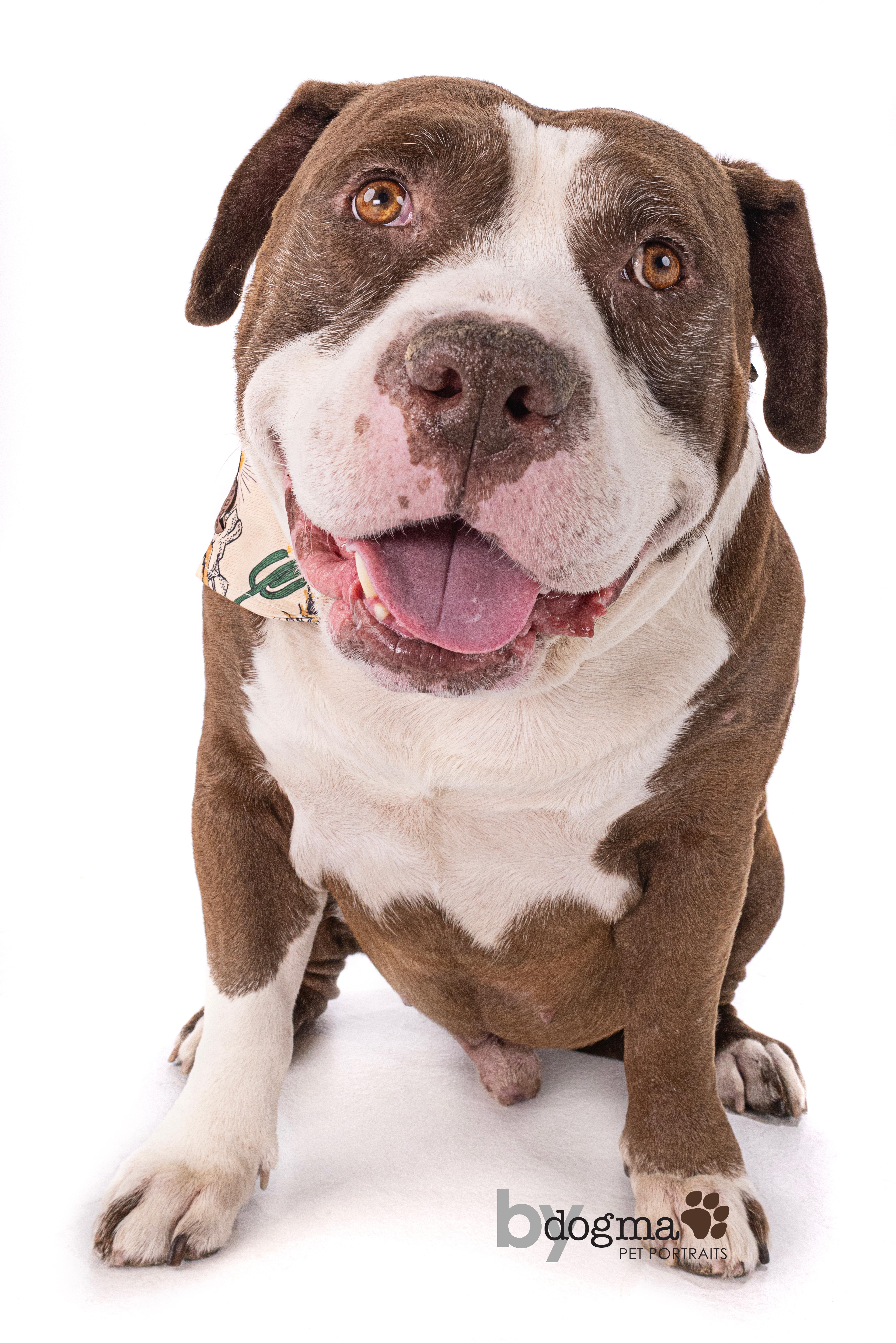 Enlarge Doug, a Adoptable Staffordshire Bull Terrier in santa monica, CA image 1/5