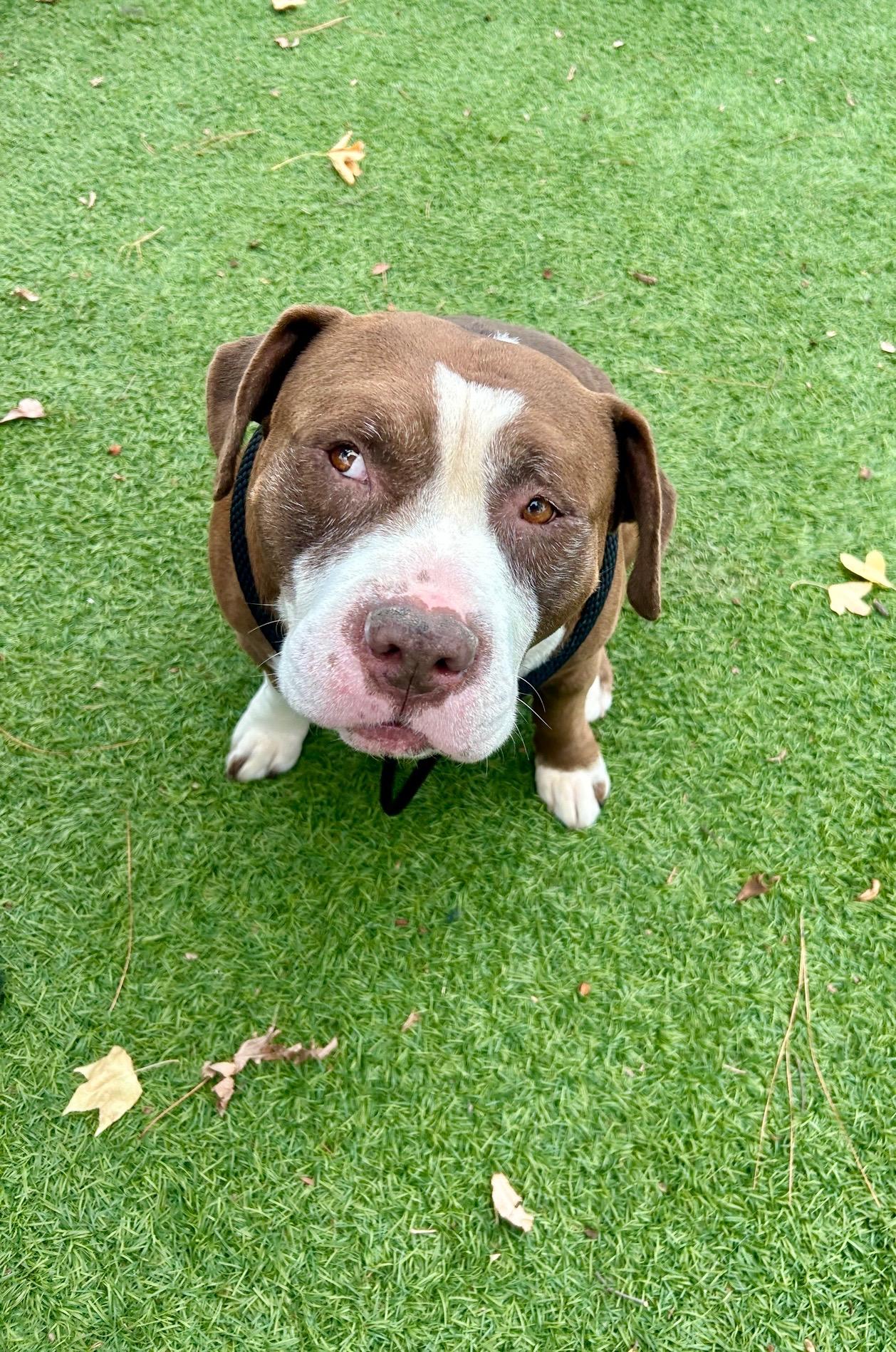 Enlarge Doug, a Adoptable Staffordshire Bull Terrier in santa monica, CA image 3/5