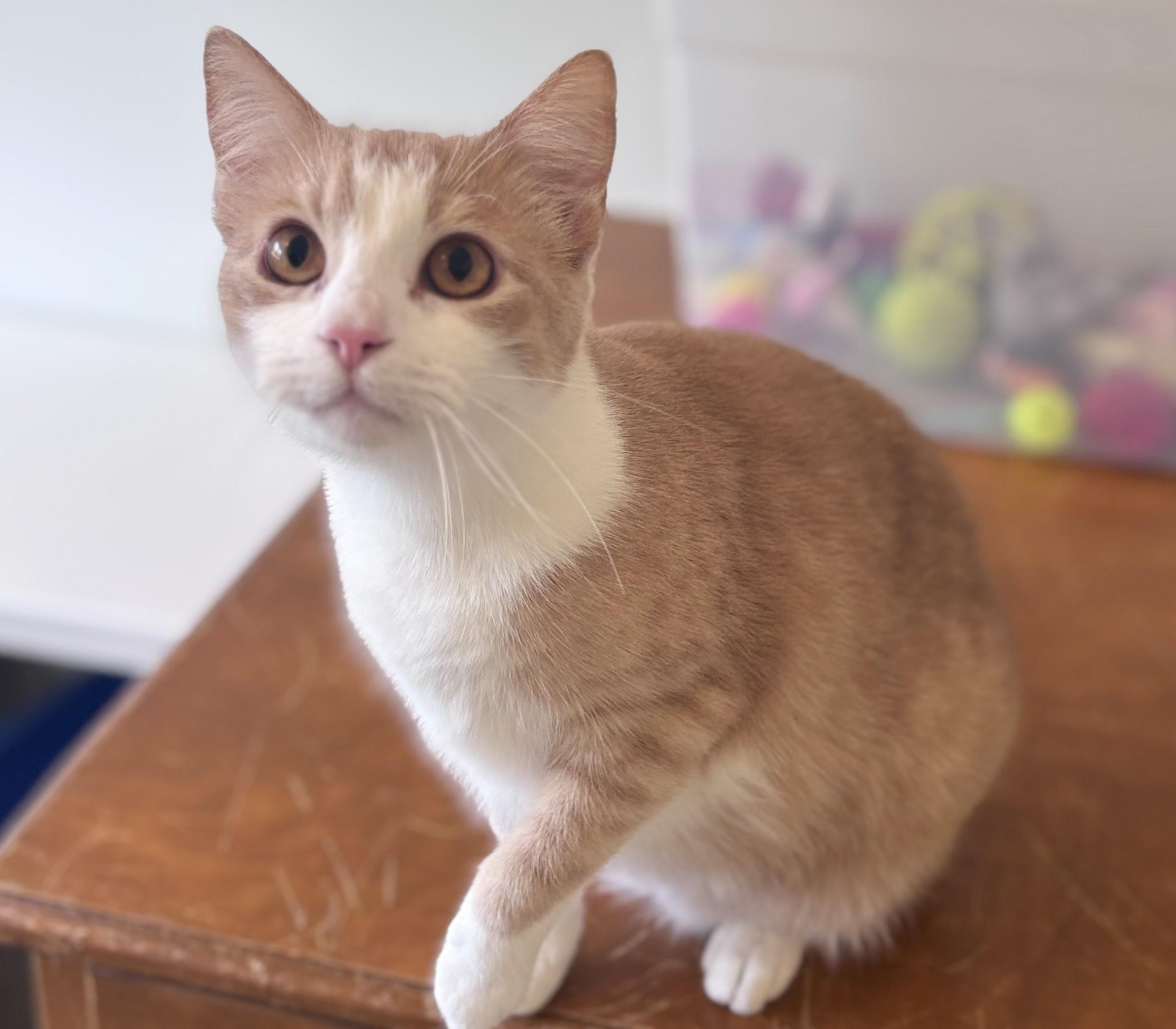 Enlarge Oliver, a Adoptable Domestic Short Hair in Centralia, IL image 2/4