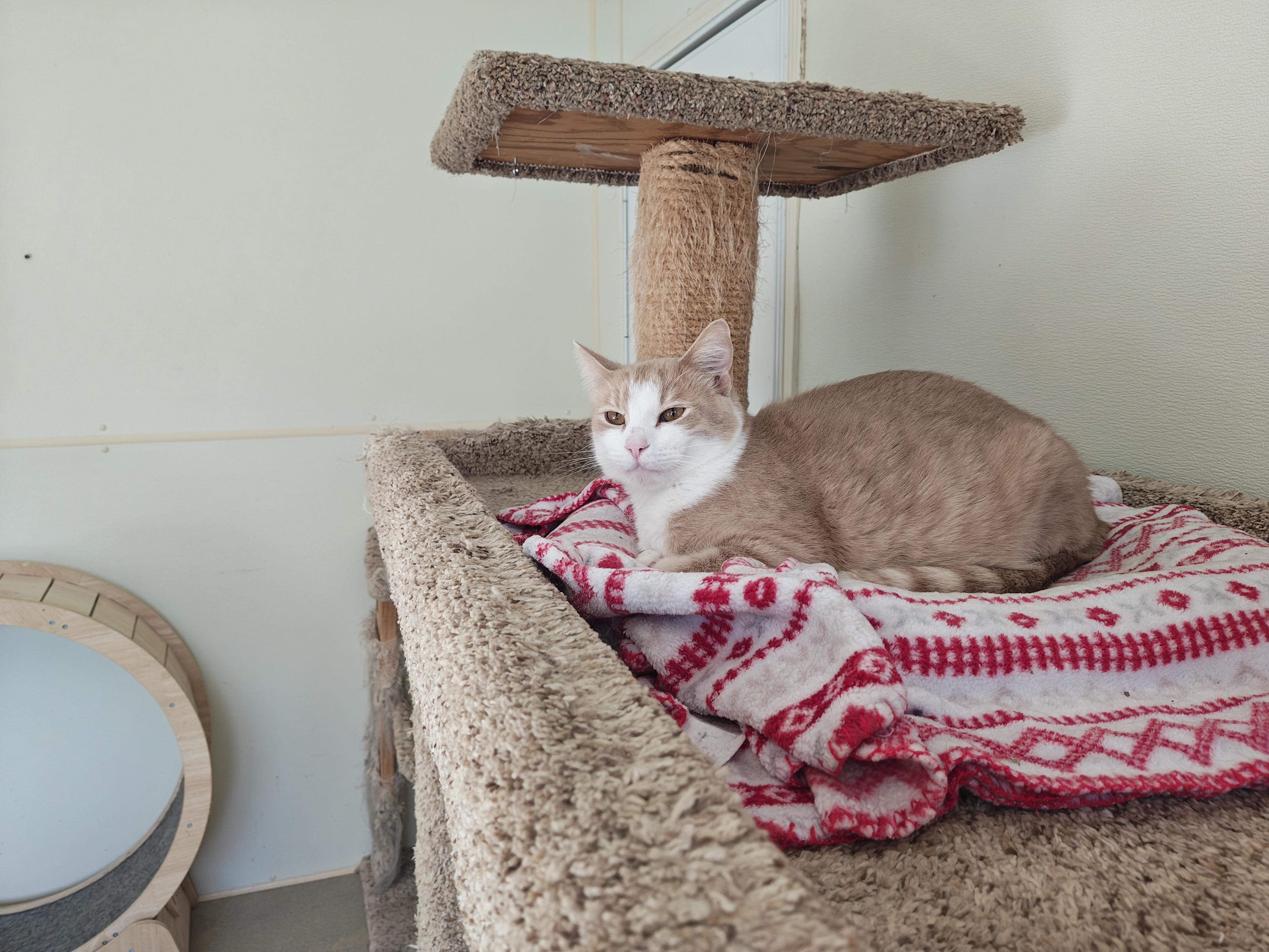 Enlarge Oliver, a Adoptable Domestic Short Hair in Centralia, IL image 1/4