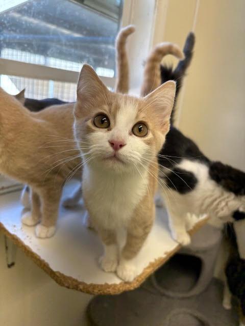 Enlarge Oliver, a Adoptable Domestic Short Hair in Centralia, IL image 3/4