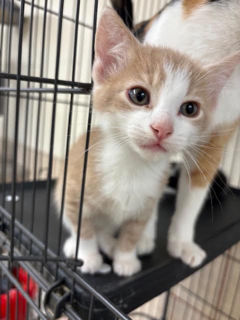 Enlarge Oliver, a Adoptable Domestic Short Hair in Centralia, IL image 4/4