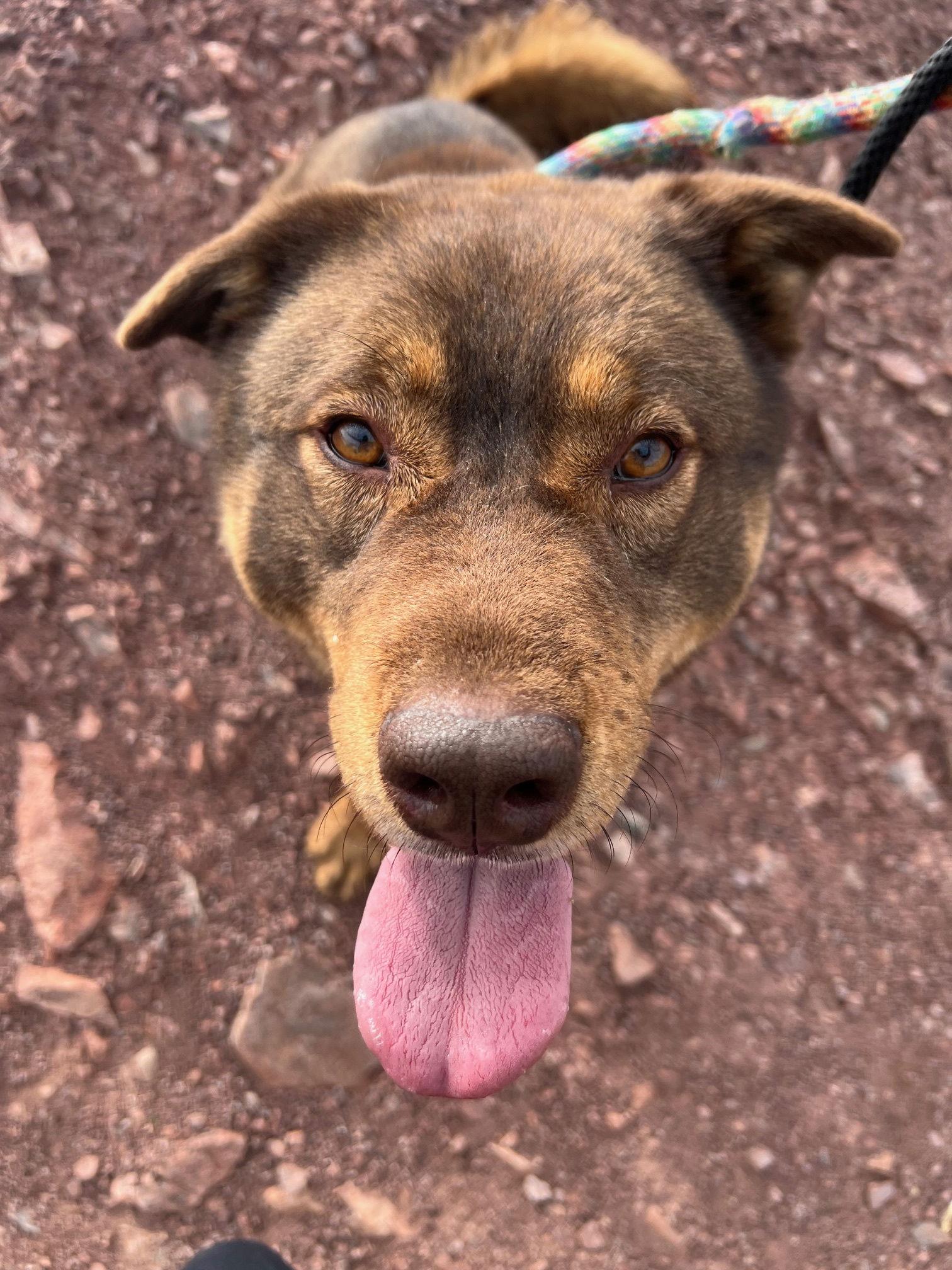 Enlarge Bear (Courtesy post), a Adoptable mixed breed in Phoenix, AZ image 1/6
