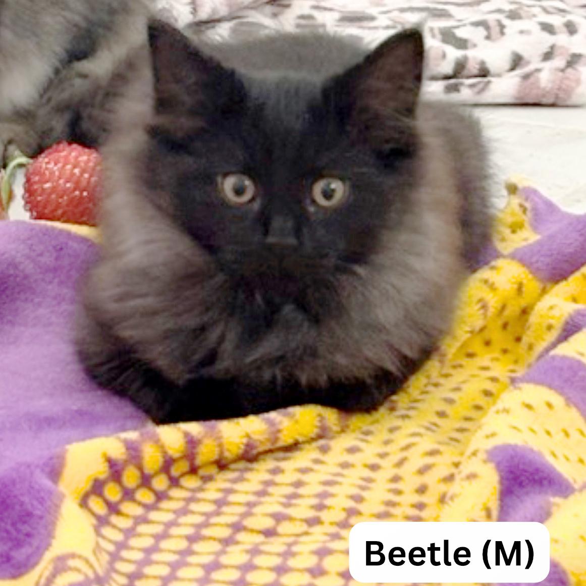 Beetle, ADOPTABLE, Kitten Male Domestic Medium Hair.