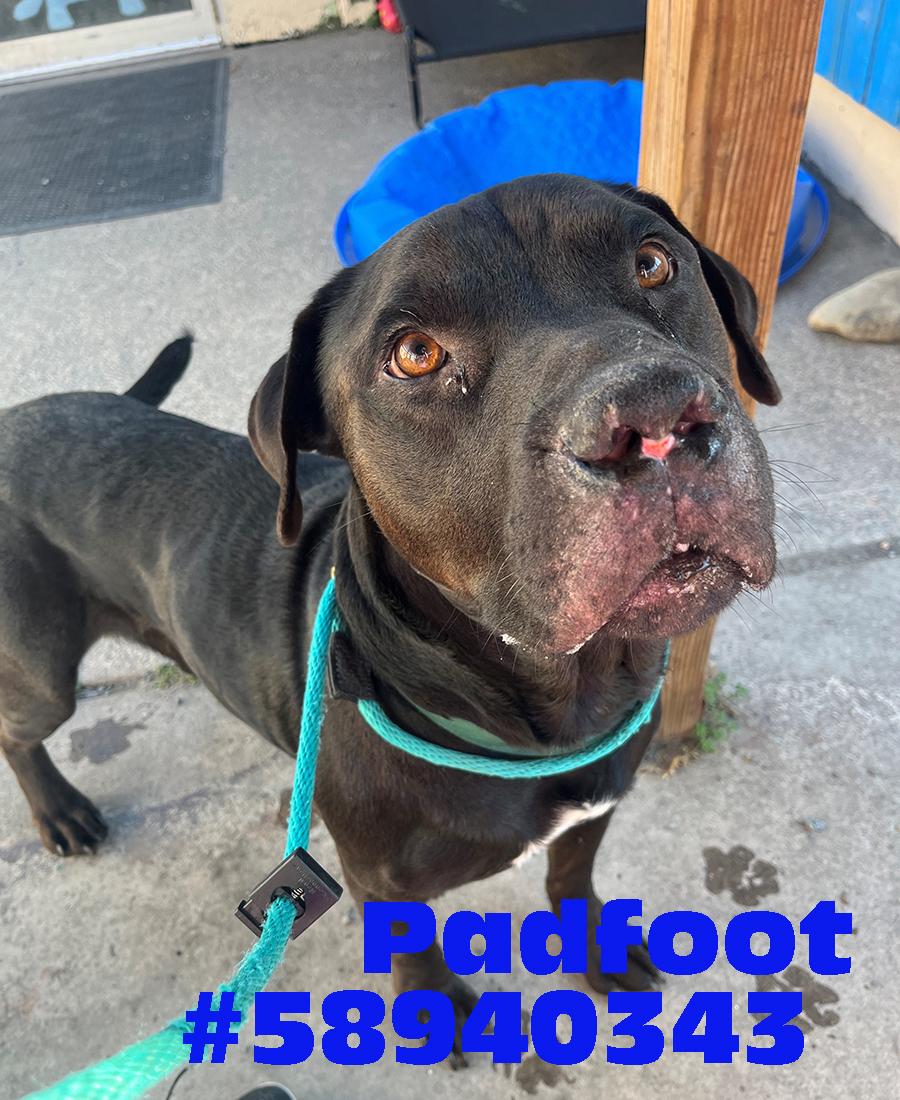 Padfoot, ADOPTABLE, Adult Male Black Labrador Retriever & Mastiff.
