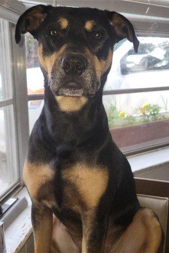 Boomer Fitzgerald, Adoptable, Adult Male Staffordshire Bull Terrier.