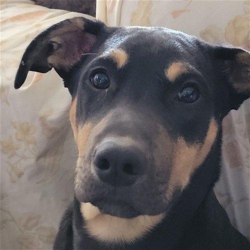 Boomer Fitzgerald, a Adoptable Staffordshire Bull Terrier in Spring, TX image 2/5