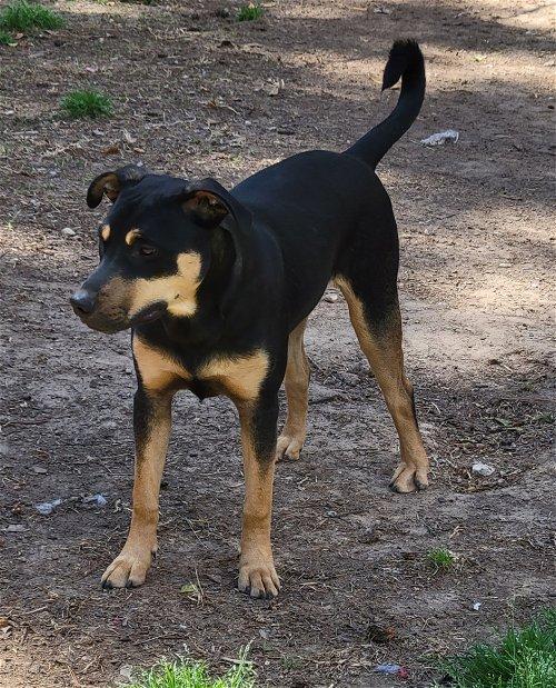Boomer Fitzgerald, a Adoptable Staffordshire Bull Terrier in Spring, TX image 3/5
