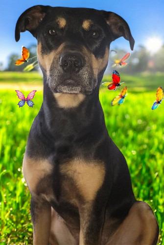 Boomer Fitzgerald, a Adoptable Staffordshire Bull Terrier in Spring, TX image 4/5
