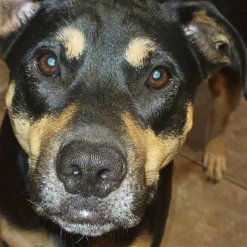 Boomer Fitzgerald, a Adoptable Staffordshire Bull Terrier in Spring, TX image 5/5