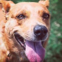 Enlarge Jasmine, a Adoptable mixed breed in Lubbock, TX image 6/6