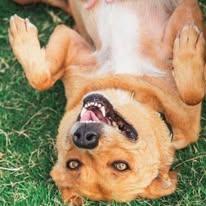 Enlarge Jasmine, a Adoptable mixed breed in Lubbock, TX image 3/6