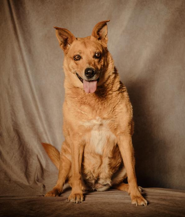 Enlarge Jasmine, a Adoptable mixed breed in Lubbock, TX image 2/6