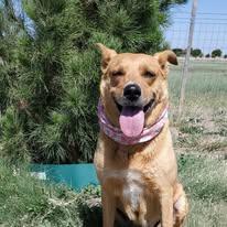 Enlarge Jasmine, a Adoptable mixed breed in Lubbock, TX image 4/6