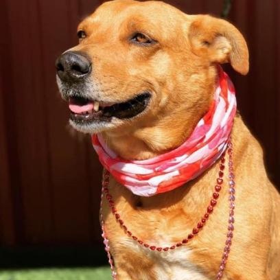 Enlarge Jasmine, a Adoptable mixed breed in Lubbock, TX image 1/6