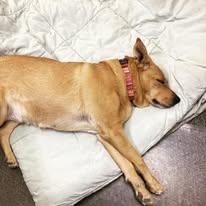 Enlarge Jasmine, a Adoptable mixed breed in Lubbock, TX image 5/6