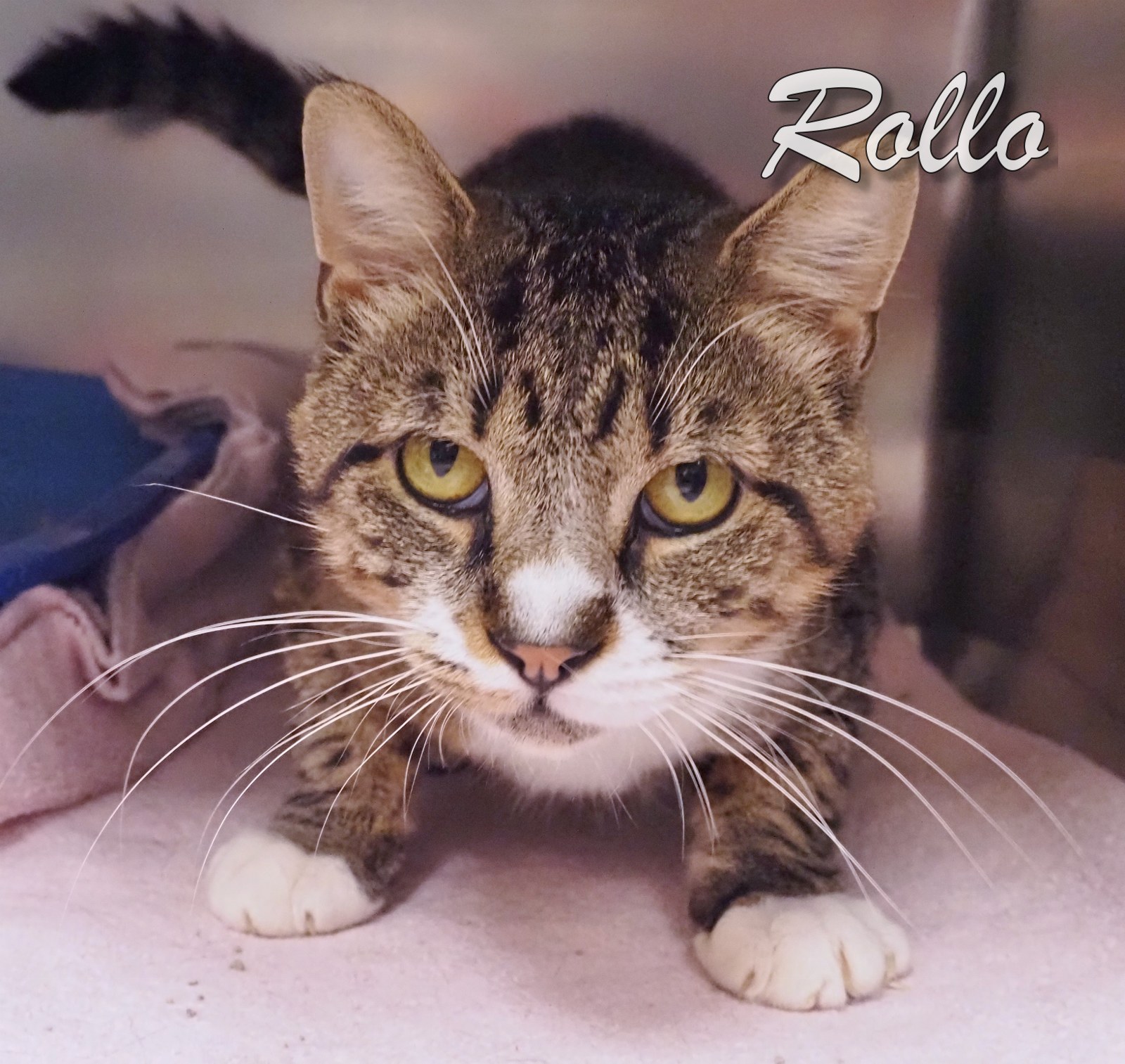 Rollo photo 3