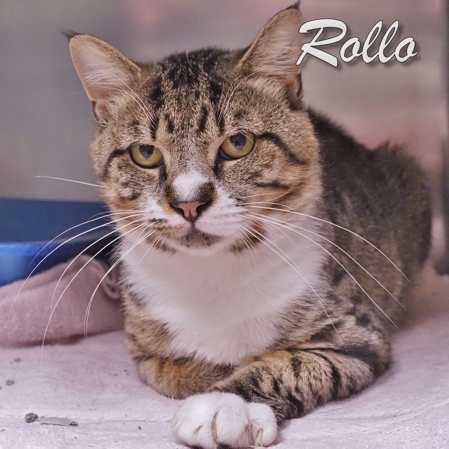 Rollo, Adult Male Domestic Short Hair