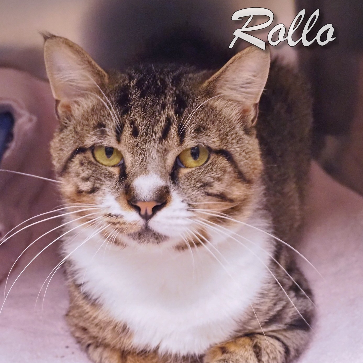 Rollo photo 2