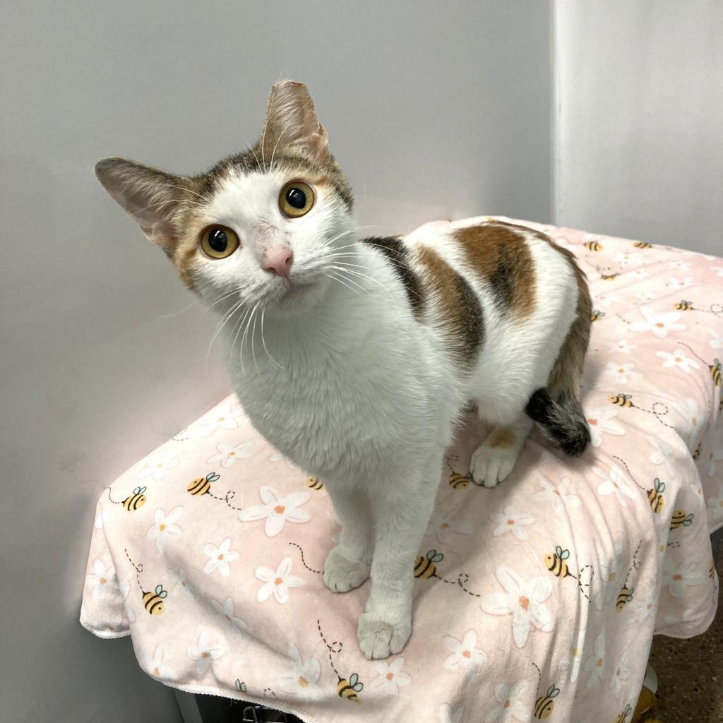 Gaby, Adoptable, Adult Female Domestic Short Hair.