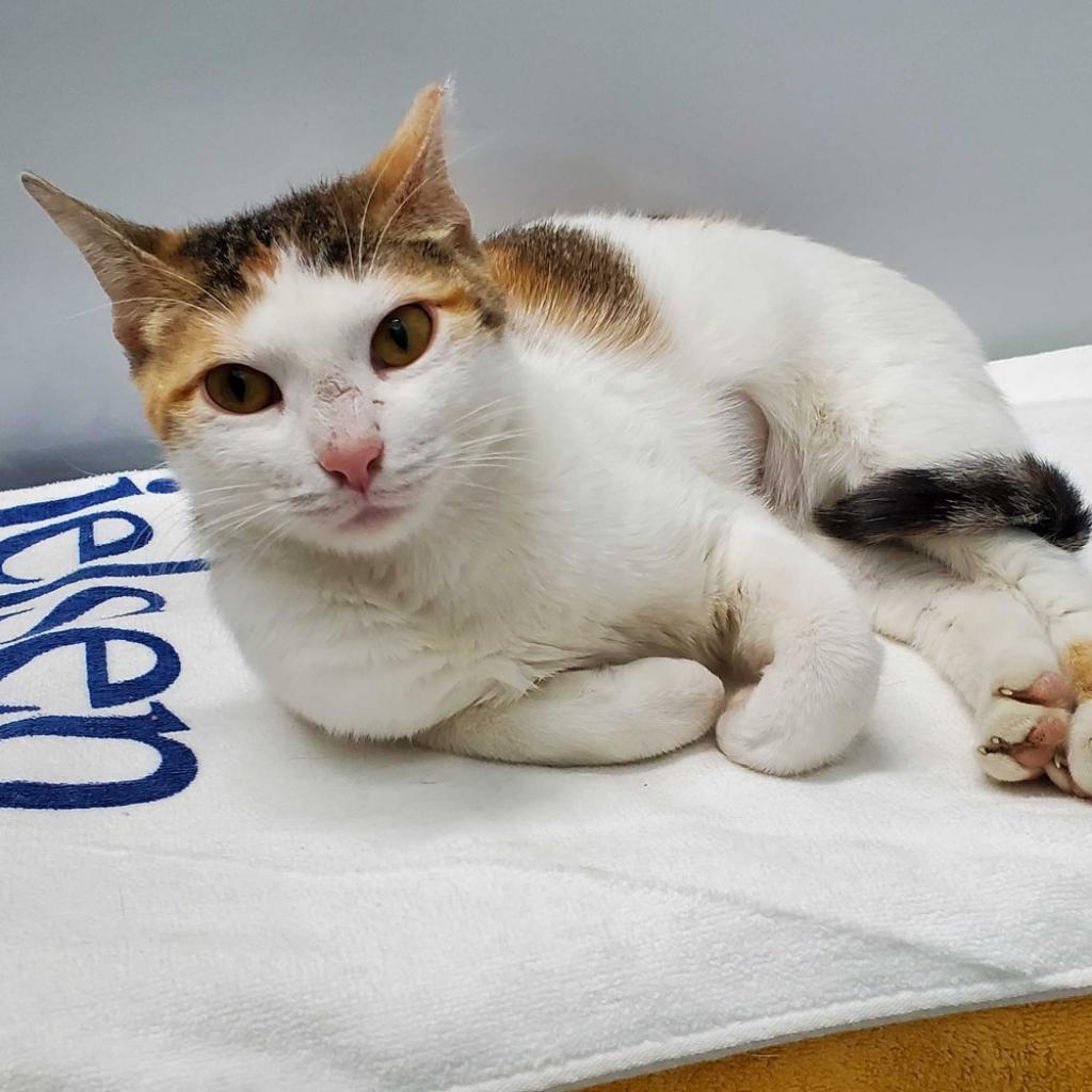 Enlarge Gaby, a Adoptable Domestic Short Hair in Skokie, IL image 2/6