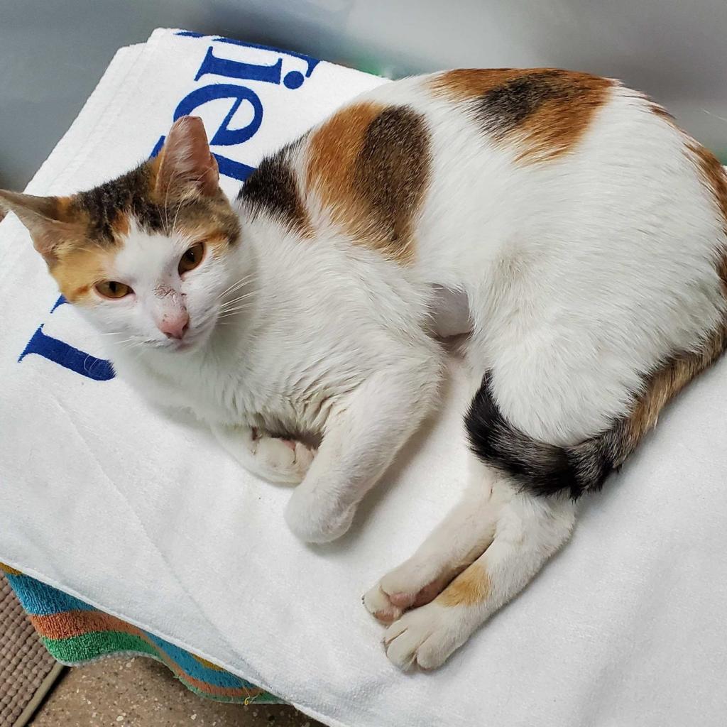 Enlarge Gaby, a Adoptable Domestic Short Hair in Skokie, IL image 3/6