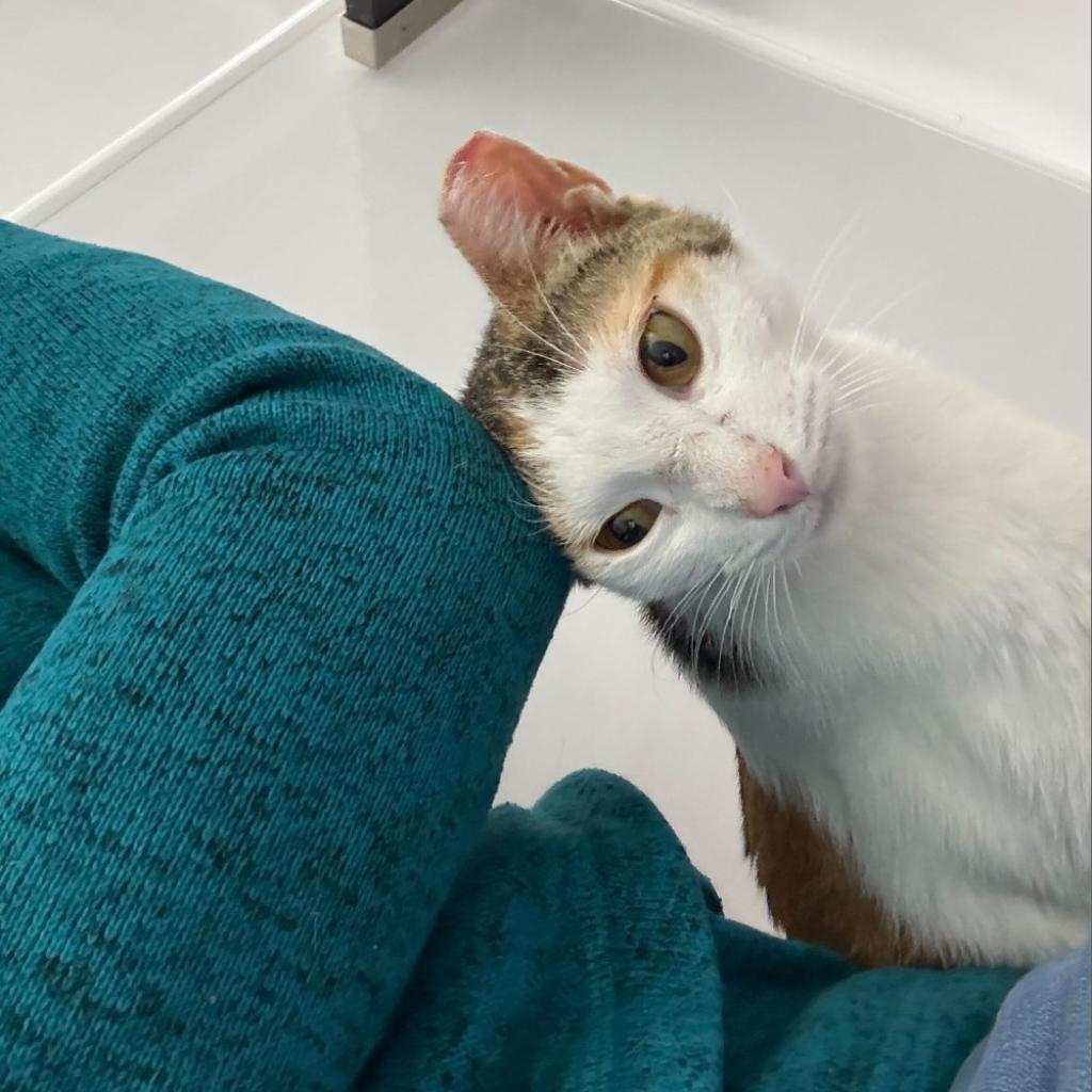 Enlarge Gaby, a Adoptable Domestic Short Hair in Skokie, IL image 4/6