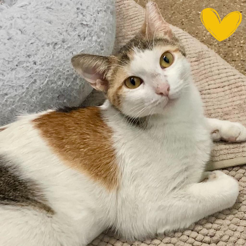 Enlarge Gaby, a Adoptable Domestic Short Hair in Skokie, IL image 5/6