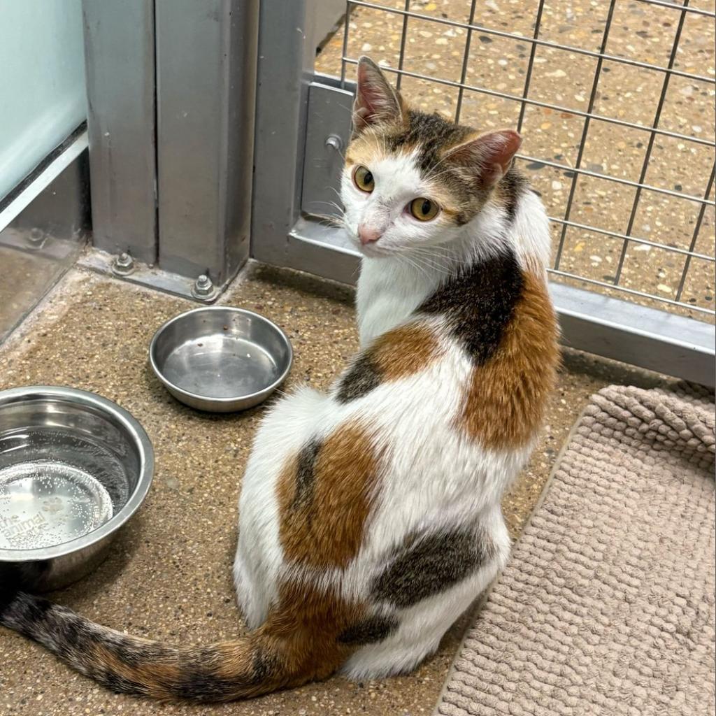 Enlarge Gaby, a Adoptable Domestic Short Hair in Skokie, IL image 6/6