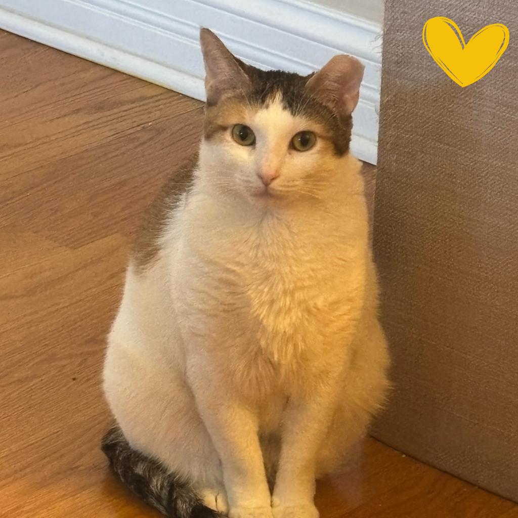 Gaby, a Adoptable Domestic Short Hair in Skokie, IL image 6/6