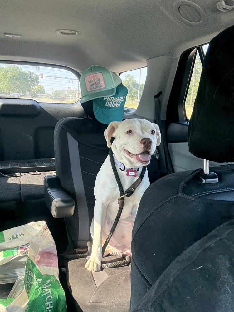 Drip, Adoptable, Adult Female Pit Bull Terrier.