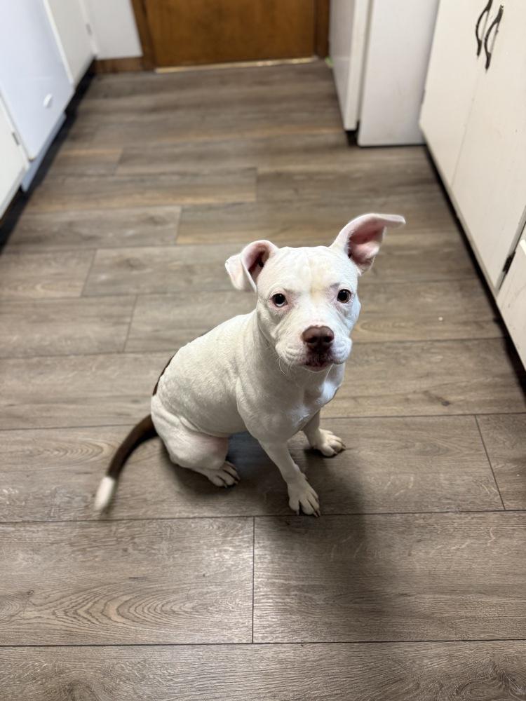 Enlarge Drip, a Adoptable mixed breed in Boston, MA image 2/6