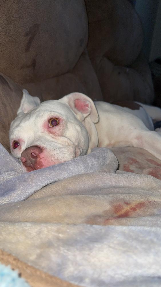 Enlarge Drip, a Adoptable mixed breed in Boston, MA image 3/6