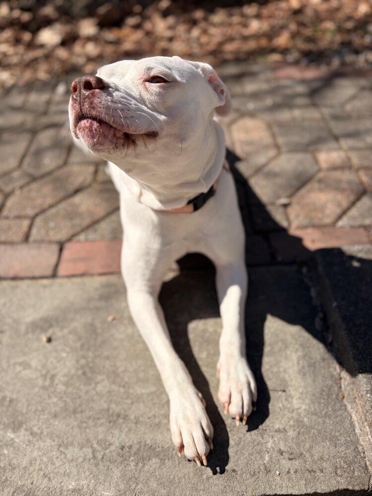 Enlarge Drip, a Adoptable mixed breed in Boston, MA image 2/6